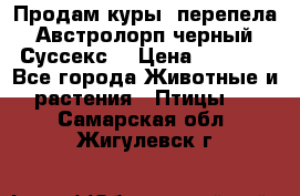 Продам куры, перепела. Австролорп черный. Суссекс. › Цена ­ 1 500 - Все города Животные и растения » Птицы   . Самарская обл.,Жигулевск г.
